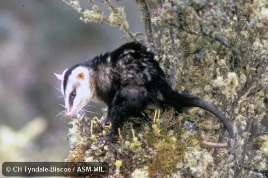 Side view of adult male in tree. Also as Andean Opossum. Side view of adult male in tree. Also as Andean Opossum.