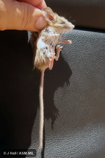 Peromyscus crinitus stephensi. Also as Canyon Mouse. Peromyscus crinitus stephensi. Also as Canyon Mouse.