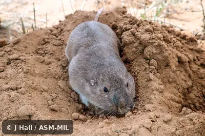 Also as Knox Jones's Pocket Gopher. Also as Knox Jones's Pocket Gopher.