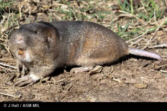 Also as Central Texas Pocket Gopher. Also as Central Texas Pocket Gopher.