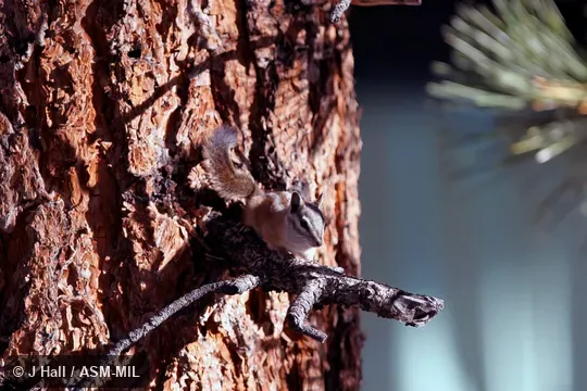 Formerly Tamias (Neotamias) palmeri. Formerly Tamias (Neotamias) palmeri.