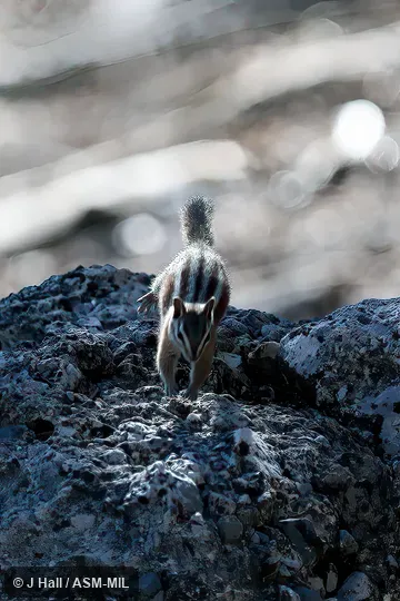 Formerly Tamias (Neotamias) panamintinus. Formerly Tamias (Neotamias) panamintinus.