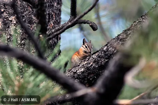 Neotamias umbrinus adsitus. Formerly Tamias (Neotamias) umbrinus. Neotamias umbrinus adsitus. Formerly Tamias (Neotamias) umbrinus.