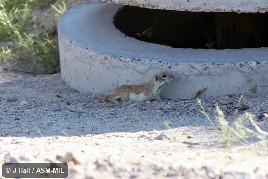 Formerly Spermophilus (Ictidomys) spilosoma. Formerly Spermophilus (Ictidomys) spilosoma.