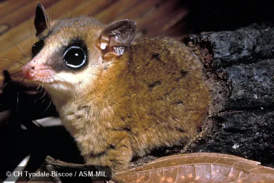 Close-up of captive female. Formerly Marmosops impavidus. Also as Andean Slender Mouse Opossum|Tschudi's Slender Mouse Opossum. Close-up of captive female. Formerly Marmosops impavidus. Also as Andean Slender Mouse Opossum|Tschudi's Slender Mouse Opossum.