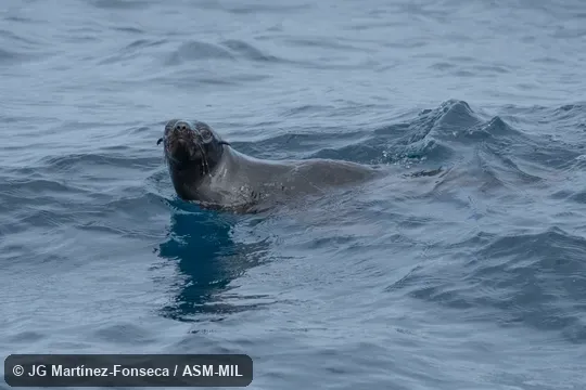 Formerly Arctophoca townsendi. Also as Lower Californian Fur Seal. Formerly Arctophoca townsendi. Also as Lower Californian Fur Seal.