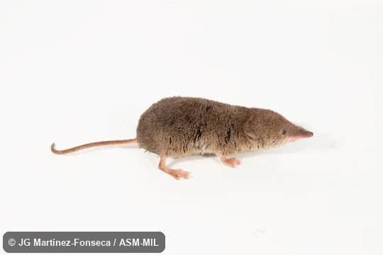 Formerly Soricomorpha. Formerly Soricomorpha.