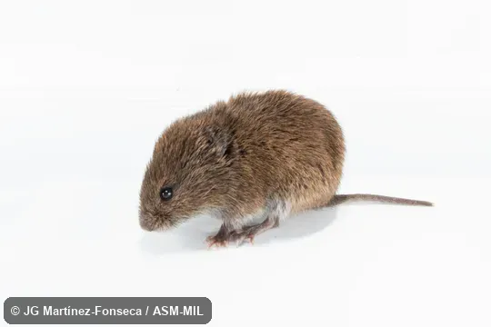 Microtus montanus arizonensis. Microtus montanus arizonensis.