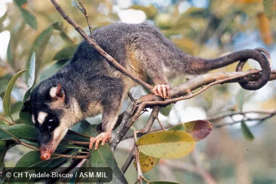 Side view of female using prehensile tail in tree Side view of female using prehensile tail in tree