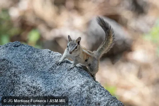 Formerly Tamias (Neotamias) alpinus. Formerly Tamias (Neotamias) alpinus.
