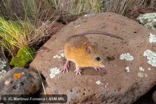 Formerly Zapus hudsonius luteus, Meadow Jumping Mouse. Formerly in Dipodidae. Formerly Zapus hudsonius luteus, Meadow Jumping Mouse. Formerly in Dipodidae.