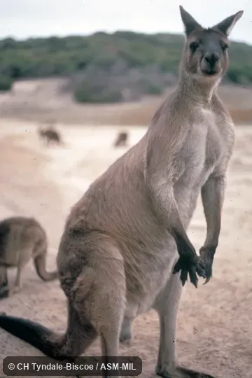Oblique view of adult male. Also as Western Grey Kangaroo|Black-faced Kangaroo|Mallee Kangaroo|Sooty Kangaroo. Oblique view of adult male. Also as Western Grey Kangaroo|Black-faced Kangaroo|Mallee Kangaroo|Sooty Kangaroo.