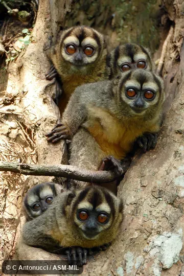 Formerly Aotus lemurinus brumbacki, Gray-bellied Night Monkey. Also as Brumback's Owl Monkey. Formerly in Cebidae. Formerly Aotus lemurinus brumbacki, Gray-bellied Night Monkey. Also as Brumback's Owl Monkey. Formerly in Cebidae.