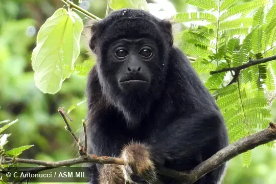 Also as Red-handed Howler|Red-handed Howling Monkey. Also as Red-handed Howler|Red-handed Howling Monkey.