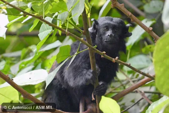 Also as Black Tamarin Also as Black Tamarin