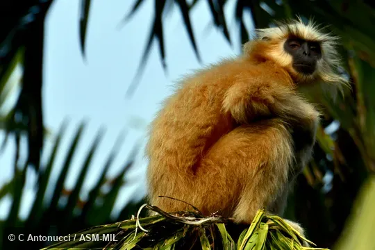Also as Gee's Golden Langur|Golden Leaf Monkey. Also as Gee's Golden Langur|Golden Leaf Monkey.