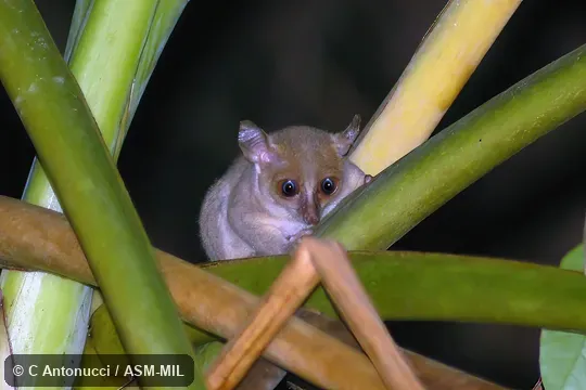 Formerly Galago thomasi. Also as Thomas's Bushbaby|Thomas's Dwarf Bushbaby|Thomas's Galago. Formerly Galago thomasi. Also as Thomas's Bushbaby|Thomas's Dwarf Bushbaby|Thomas's Galago.