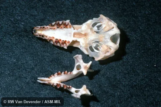 Ventral view of skull, dorsal view of lower jaw. Formerly Soricomorpha. Also as Carolina Short-eared Shrew. Ventral view of skull, dorsal view of lower jaw. Formerly Soricomorpha. Also as Carolina Short-eared Shrew.