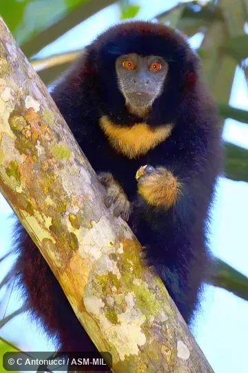 Formerly Callicebus lucifer. Also as Lucifer Titi|Rufous-tailed Collared Titi|Yellow-handed Titi Monkey. Formerly Callicebus lucifer. Also as Lucifer Titi|Rufous-tailed Collared Titi|Yellow-handed Titi Monkey.
