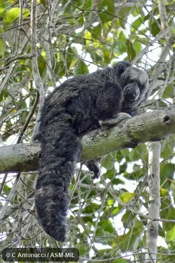 Formerly part of Pithecia monachus monachus, Monk Saki. Formerly part of Pithecia monachus monachus, Monk Saki.