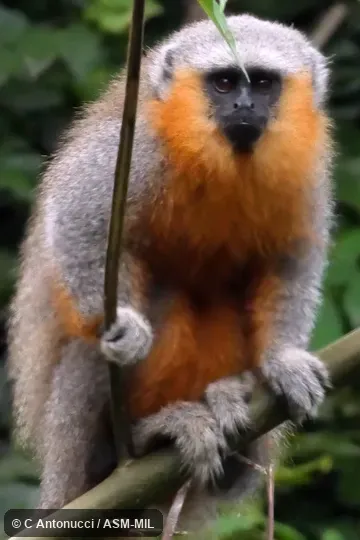 Formerly Callicebus moloch. Also as Dusky Titi|Orabassu Titi|Red-bellied Titi Monkey. Formerly Callicebus moloch. Also as Dusky Titi|Orabassu Titi|Red-bellied Titi Monkey.