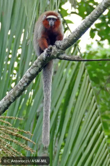 Formerly Callicebus ornatus. Also as Ornate Titi Monkey. Formerly Callicebus ornatus. Also as Ornate Titi Monkey.