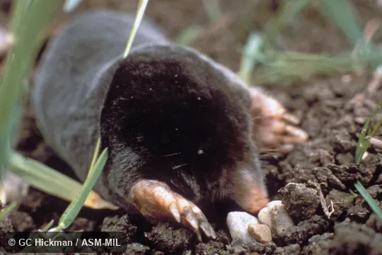 Close-up of head. Formerly Soricomorpha. Also as Common Mole|Mole. Close-up of head. Formerly Soricomorpha. Also as Common Mole|Mole.
