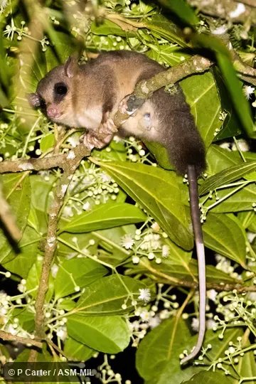 First record from Panama First record from Panama