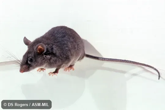 Captured at México, CHIS, Pozo de Petróleo, 11 km northwest (by road) Berriozábal, La Pera Conservation Area and photographed in captivity. MVZ 161246. Captured at México, CHIS, Pozo de Petróleo, 11 km northwest (by road) Berriozábal, La Pera Conservation Area and photographed in captivity. MVZ 161246.