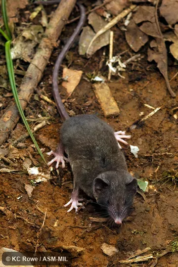 Formerly Soricomorpha. Formerly Soricomorpha.