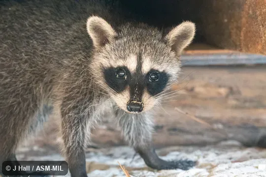 Also as Pygmy Raccoon. Also as Pygmy Raccoon.