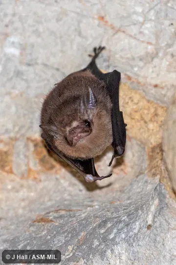 Also as Least Sac-winged Bat. Also as Least Sac-winged Bat.