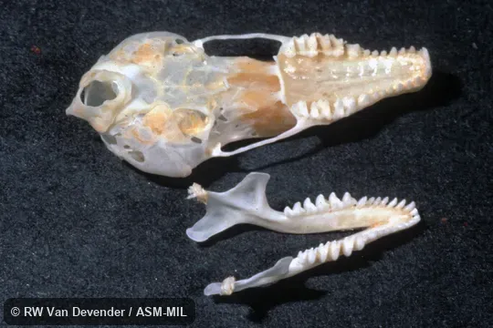 Ventral view of skull, dorsal view of lower jaw. Formerly Soricomorpha. Also as Brewer's Mole. Ventral view of skull, dorsal view of lower jaw. Formerly Soricomorpha. Also as Brewer's Mole.
