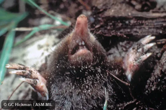 Close-up view of ventral side of head & view of forelimbs. Formerly Soricomorpha. Close-up view of ventral side of head & view of forelimbs. Formerly Soricomorpha.