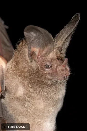 Macrotus waterhousii bulleri Macrotus waterhousii bulleri