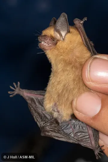 Formerly Rhogeessa alleni. Formerly Rhogeessa alleni.