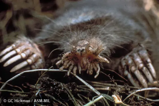 Close-up of head showing nasal rays. Formerly Soricomorpha. Close-up of head showing nasal rays. Formerly Soricomorpha.