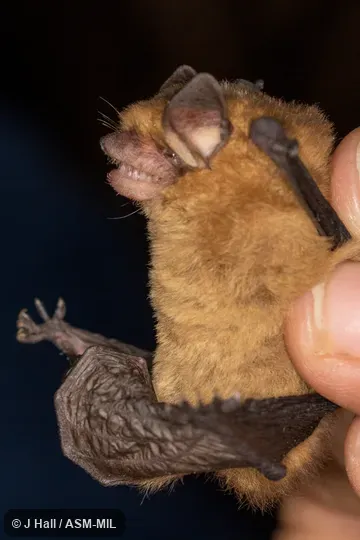 Also as Little Yellow Bat. Also as Little Yellow Bat.