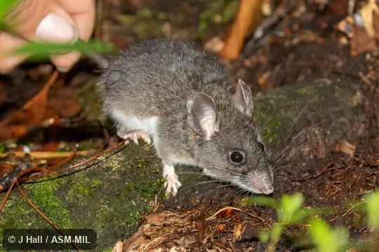 Also as Nelson's Giant Deer Mouse. Also as Nelson's Giant Deer Mouse.