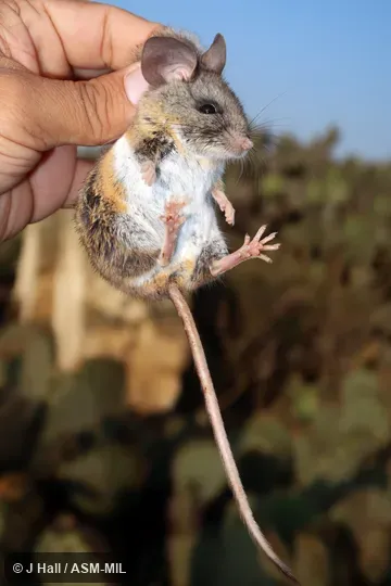 Formerly Peromyscus difficilis amplus, Southern Rock Deermouse. Formerly Peromyscus difficilis amplus, Southern Rock Deermouse.
