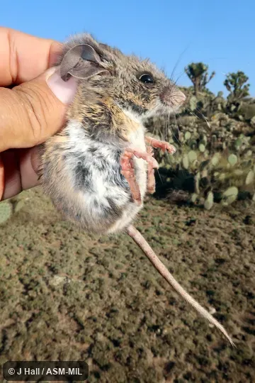 Also as Perote Mouse. Also as Perote Mouse.