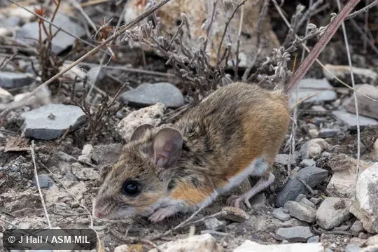 Also as Zacatecan Deermouse. Also as Zacatecan Deermouse.