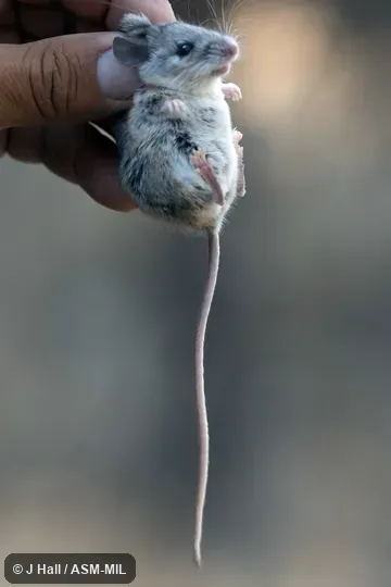 Also as Hooper's Mouse. Also as Hooper's Mouse.