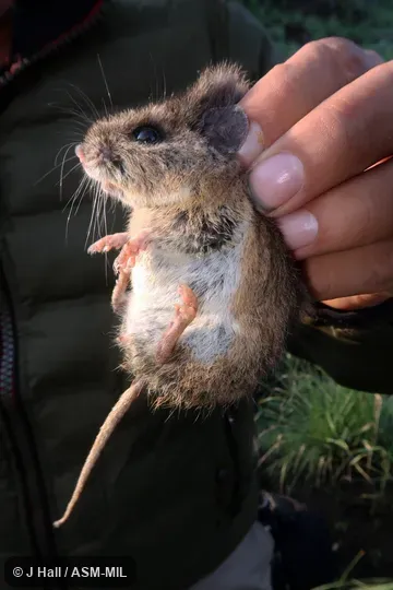 Also as Black-eared Mouse. Also as Black-eared Mouse.