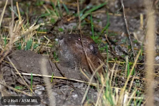 Cratogeomys fumosus image