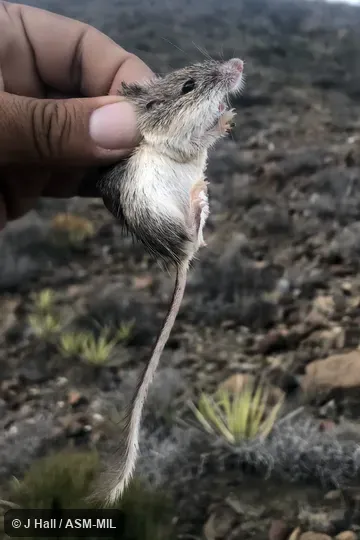 Also as Nelson's Pocket Mouse. Also as Nelson's Pocket Mouse.