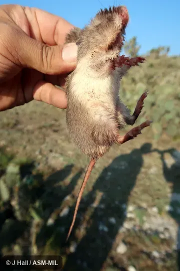 Formerly Liomys irroratus. Formerly Liomys irroratus.