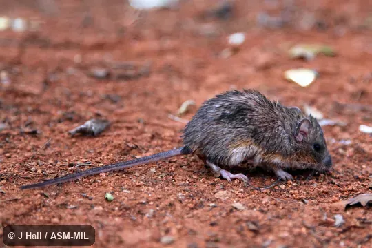 Formerly Liomys pictus. Formerly Liomys pictus.