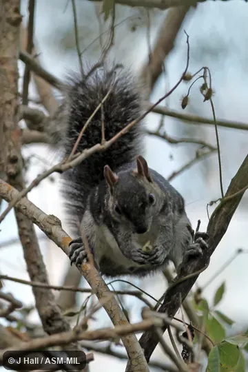 Also as Echinosciurus colliaei. Also as Echinosciurus colliaei.