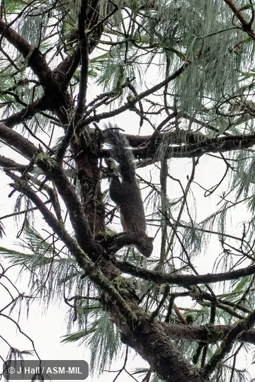 Also as Parasciurus oculatus. Also as Parasciurus oculatus.